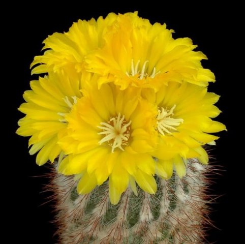 Parodia_betaniana