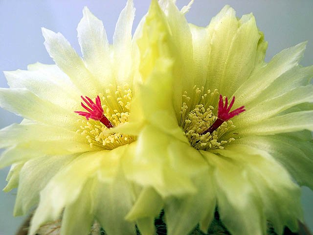 Parodia_scopa