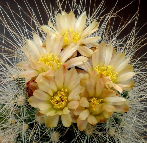 Pediocactus_paradinei