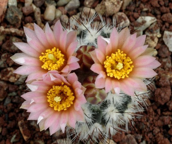 Pediocactus_simpsonnii