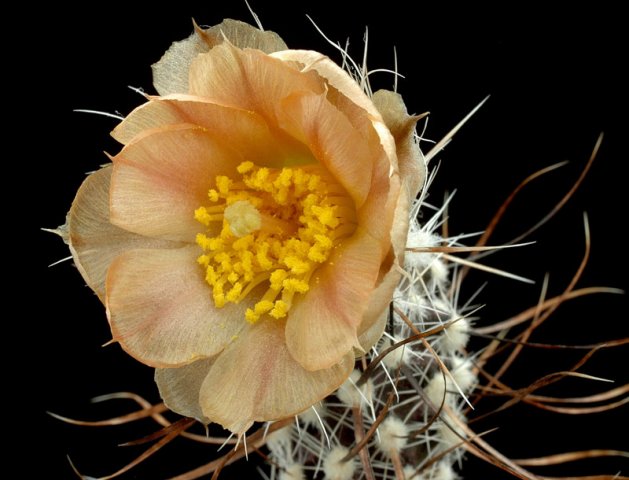 Pterocactus_australis