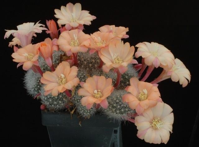 Rebutia