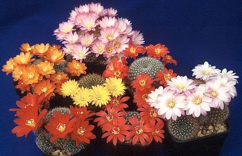 Rebutia_1