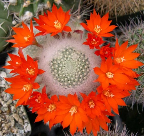 Rebutia_albipilosa