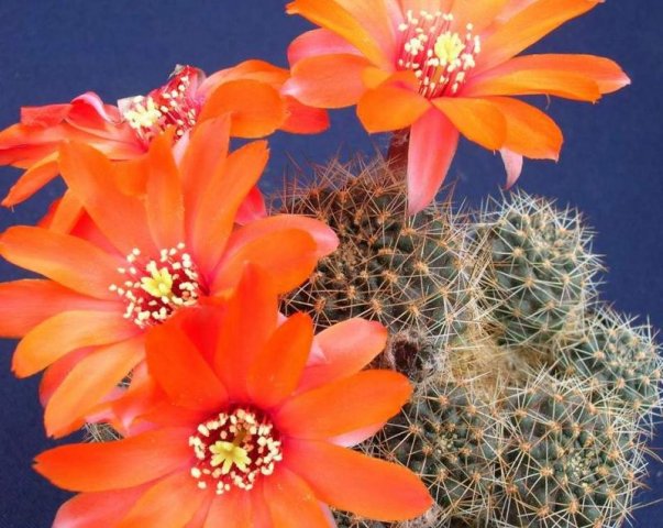 Rebutia_brachyantha