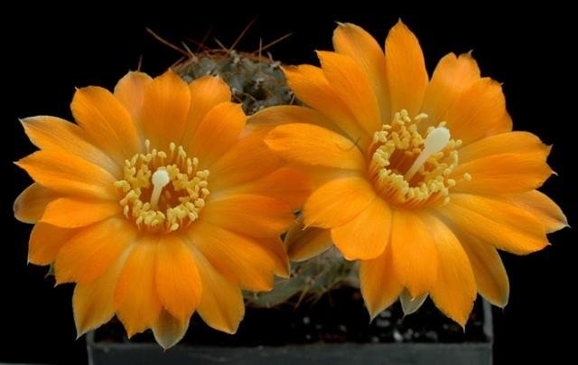 Rebutia_einsteinii_atrospin