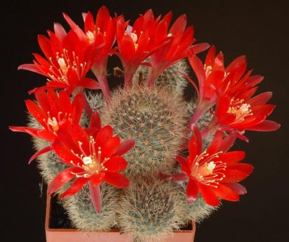 Rebutia_fulviseta