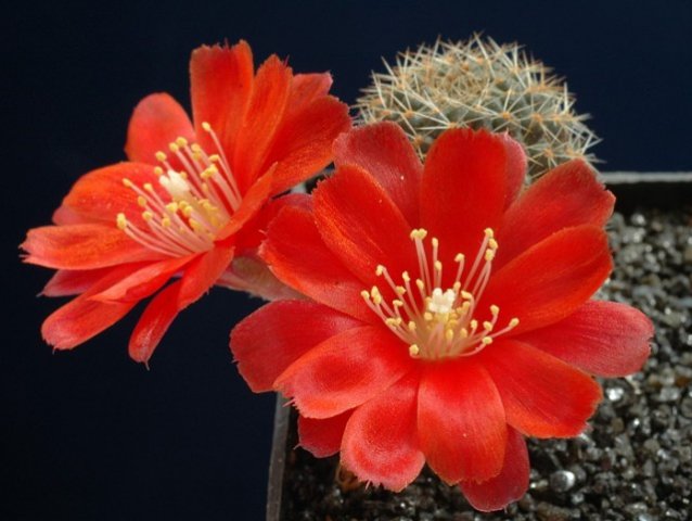 Rebutia_fusca