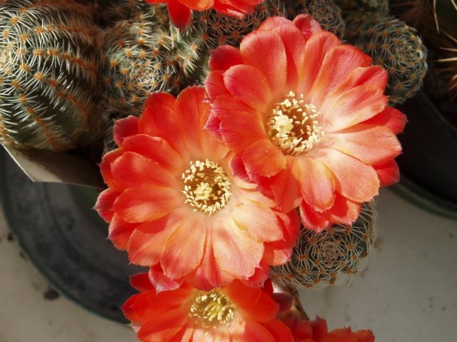 Rebutia_gracilispina