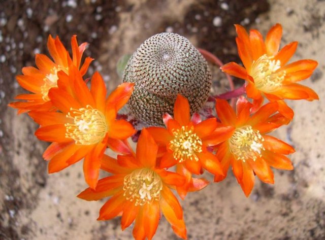 Rebutia_heliosa