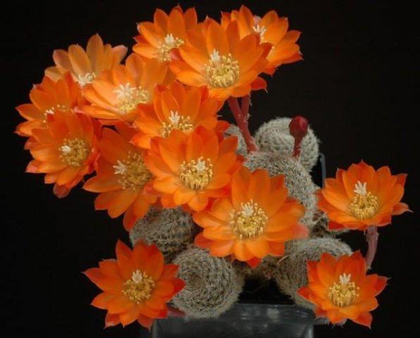 Rebutia_narvaecensis