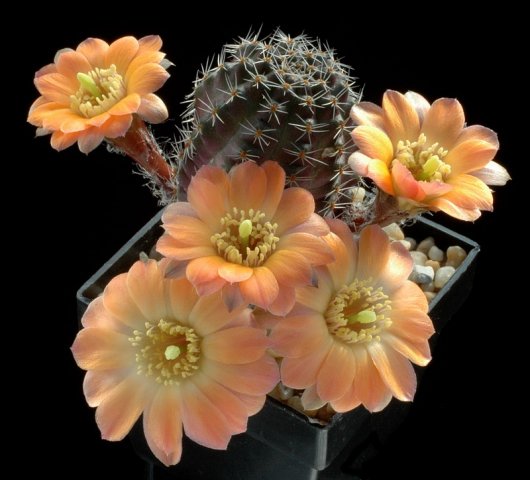 Rebutia_pallida