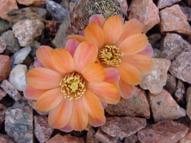 Rebutia_pectinata