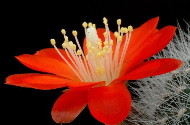 Rebutia_pulvispina