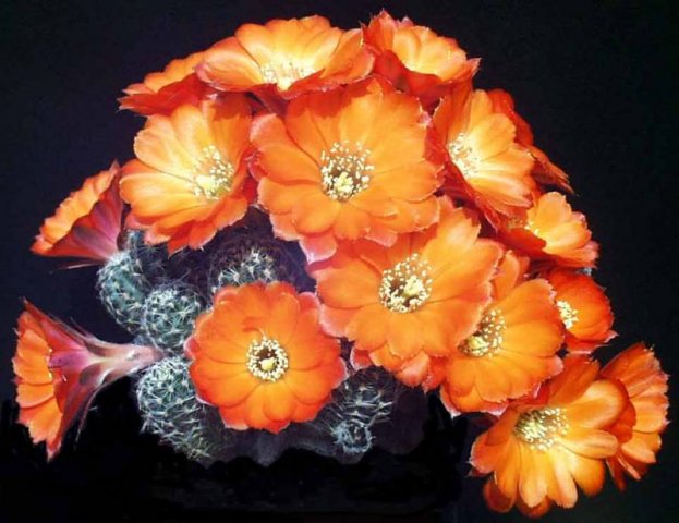 Rebutia_pygmaea