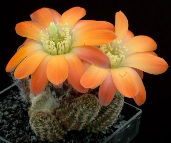 Rebutia_pygmaea_torquata