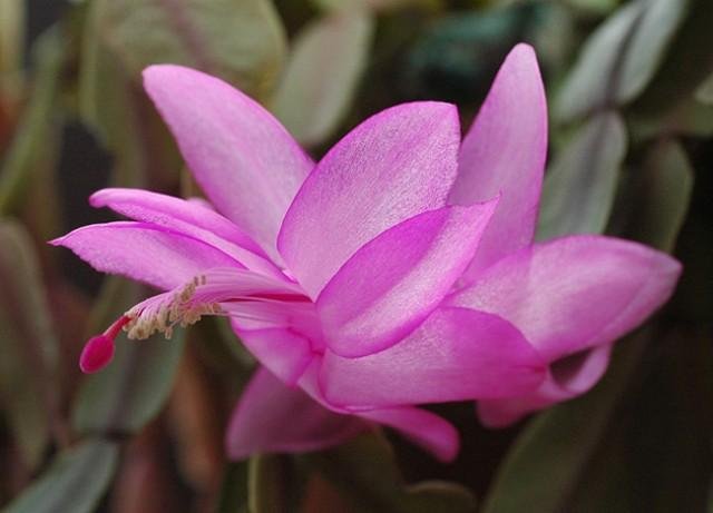 Schlumbergera