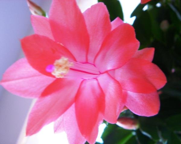 Schlumbergera_1