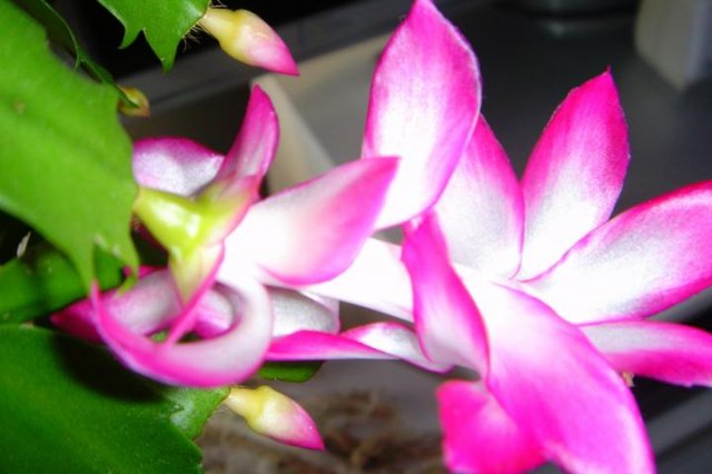 Schlumbergera_2