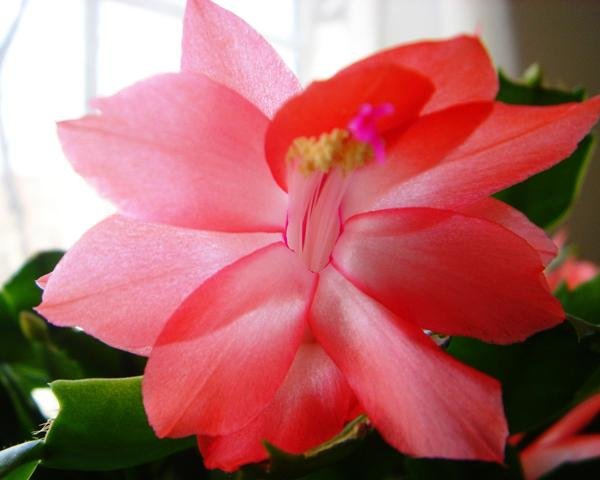 Schlumbergera_3