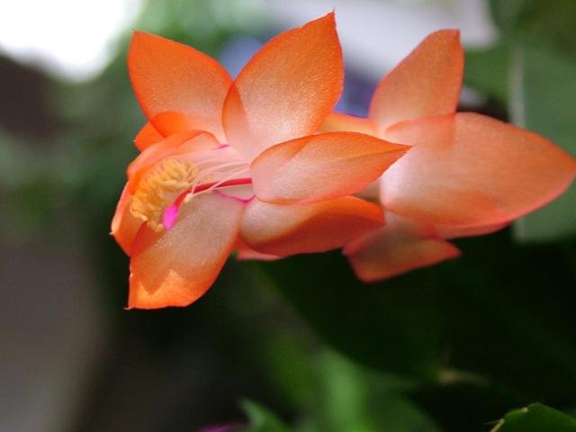 Schlumbergera_4