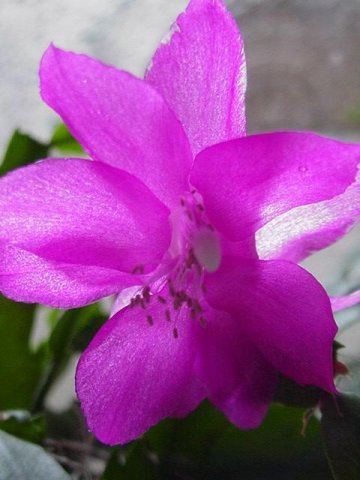 Schlumbergera_5