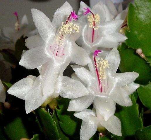 Schlumbergera_6