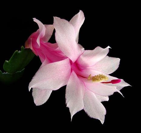 Schlumbergera_7