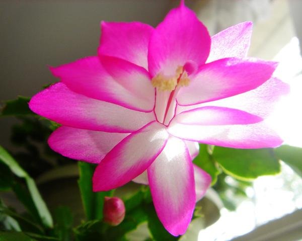 Schlumbergera_bridgessii