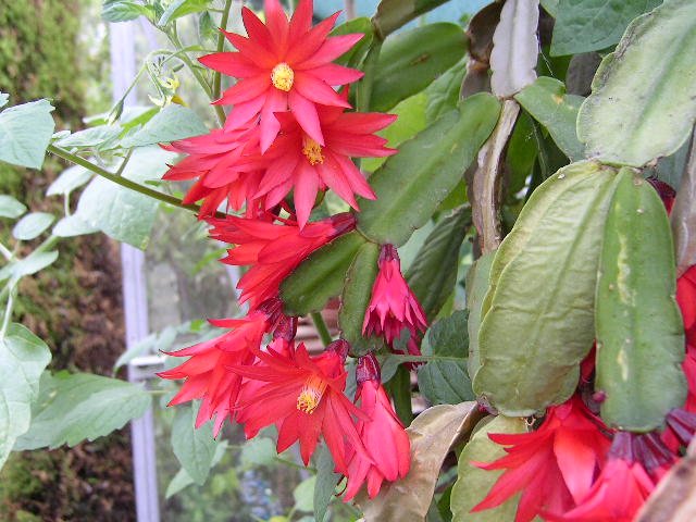 Schlumbergera_gaertneri