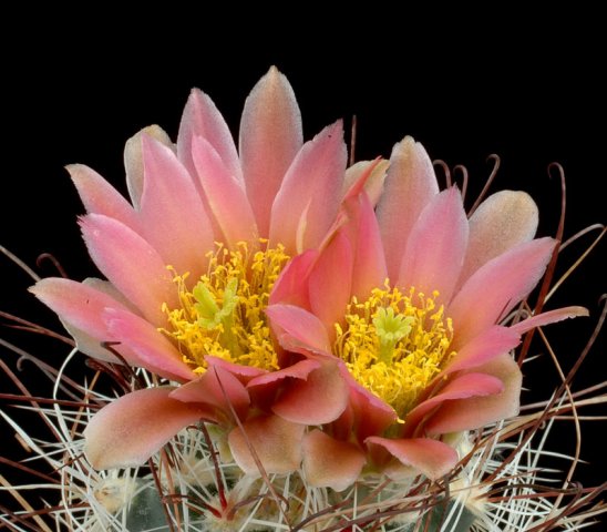 Sclerocactus_nyensis