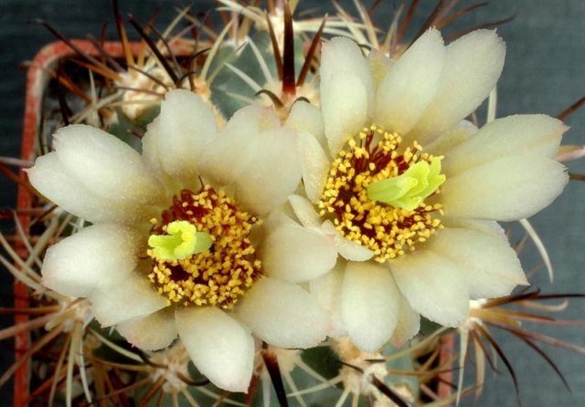 Sclerocactus_parviflorus