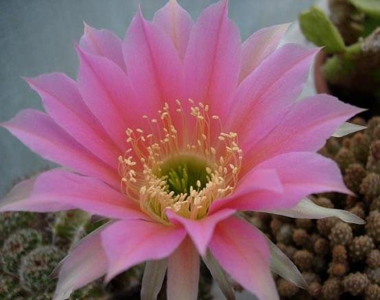 echinopsis_formosa