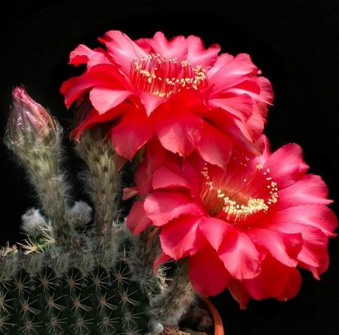 echinopsis_hot_lips