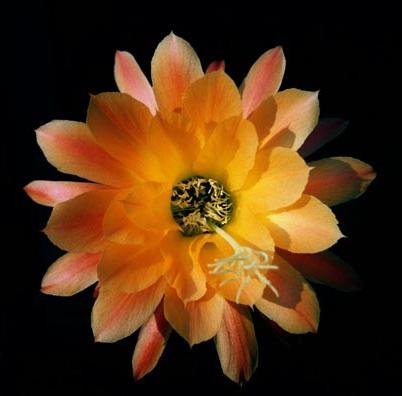 echinopsis_huascha