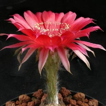 echinopsis_temptress