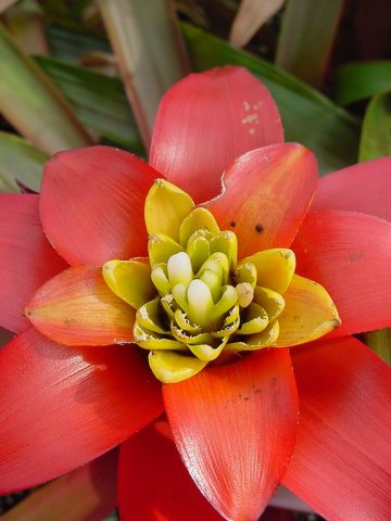 guzmania_lingulata