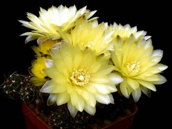 gymnocalycium