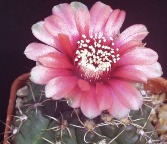 gymnocalycium_baldianum