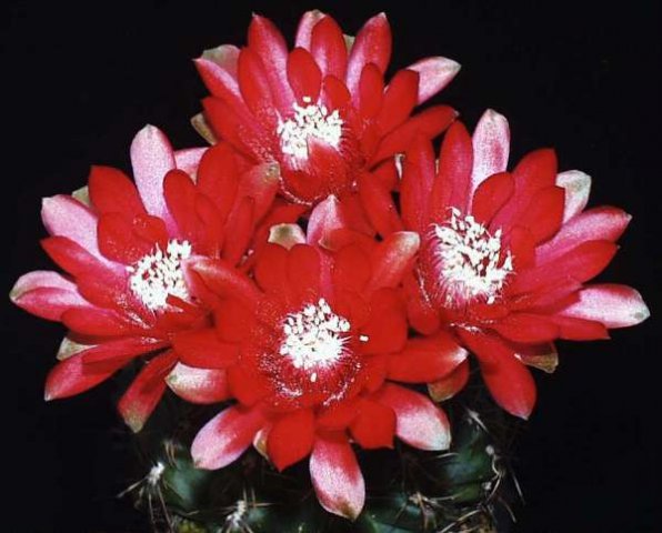 gymnocalycium_baldianum_1