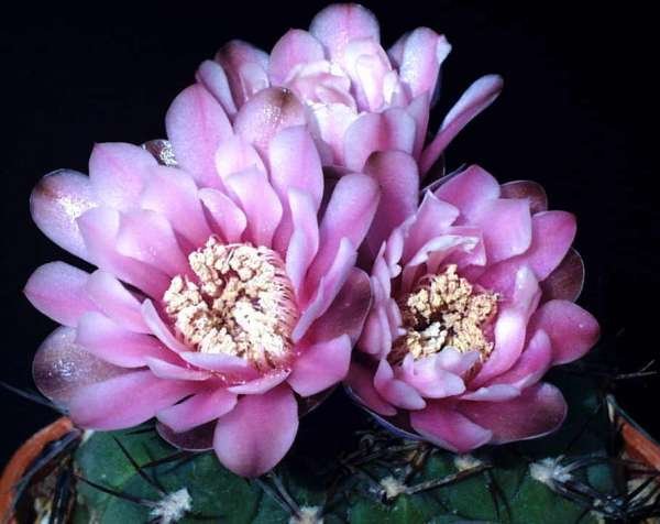 gymnocalycium_ferrarii_1