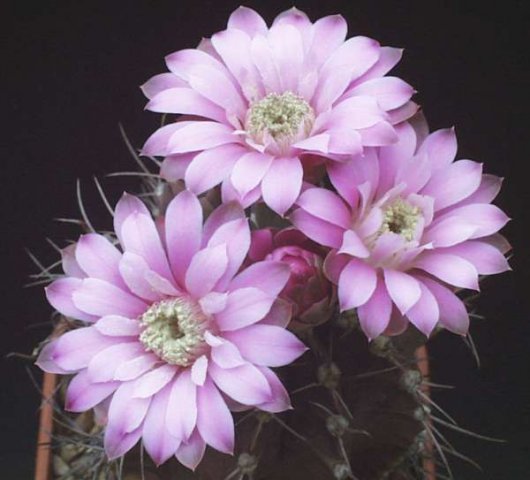 gymnocalycium_friedrichii