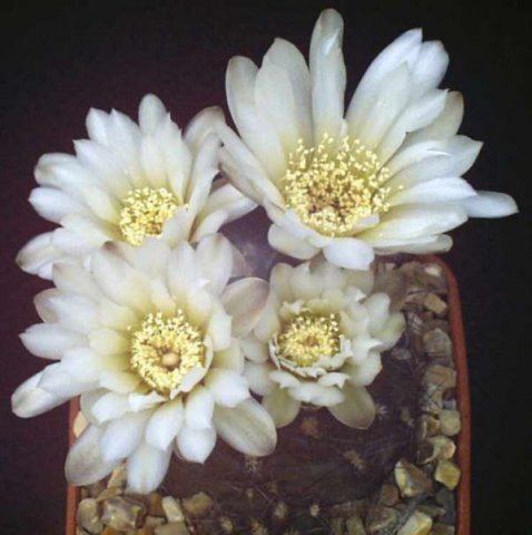 gymnocalycium_taningaense1