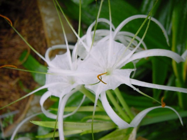 hymenocallis_littoralis