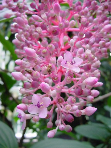 medinilla_myriantha