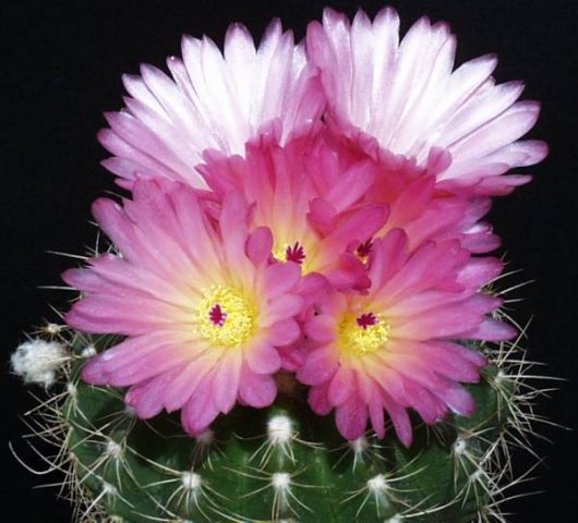 notocactus_purpureus_1