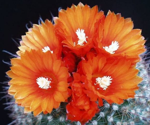 parodia_mecedesiana