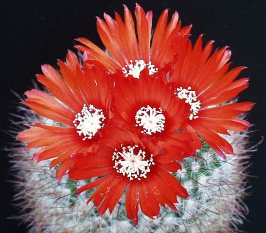 parodia_sanguiniflora