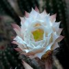 Echinopsis_lamprochlora