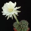 Echinopsis_toralapana